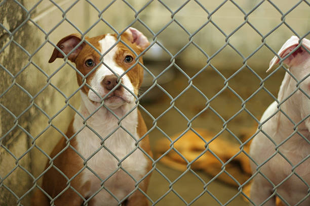 dog eagerly awaits adoption from the animal shelter, dog fence